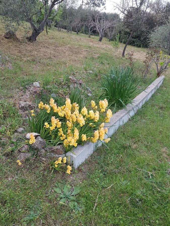 Villa Ulivella Schifoni Dış mekan fotoğraf