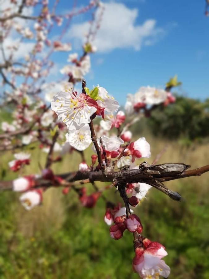 Villa Ulivella Schifoni Dış mekan fotoğraf