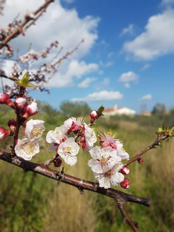 Villa Ulivella Schifoni Dış mekan fotoğraf
