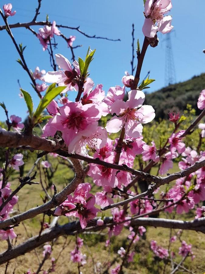 Villa Ulivella Schifoni Dış mekan fotoğraf